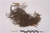 藏品(絲狀指葉蘚)的圖片